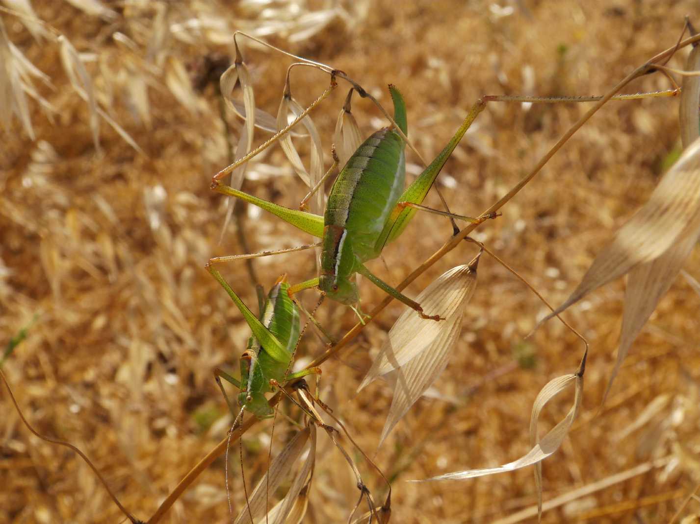 Coppia di Poecilimon superbus